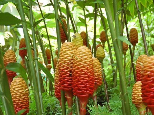 Mao kini ang hitsura sa ginger nga tanum